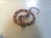 해양사박물관에서 만난 뱀, 너무 리얼해서 놀랐어요 ㅠ.ㅠ