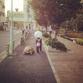 애완용 거북과 산책하는 일본 할아버지