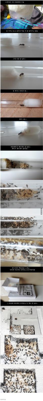 개미 한마리로 시작된 동거생활