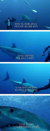 인간이 몰랐던 상어의 신호