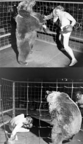 1949년 곰과 사람의 권투대결.jpg