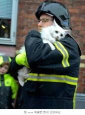 화재에서 구출된 고양이 덴마크 vs 러시아