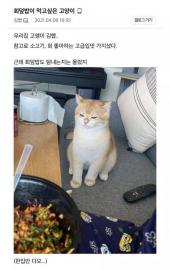 회덮밥이 먹고 싶은 고양이