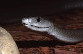 이세상에서 제일 마주치기 싫은 동물, 세계 최강의 뱀 블랙맘바