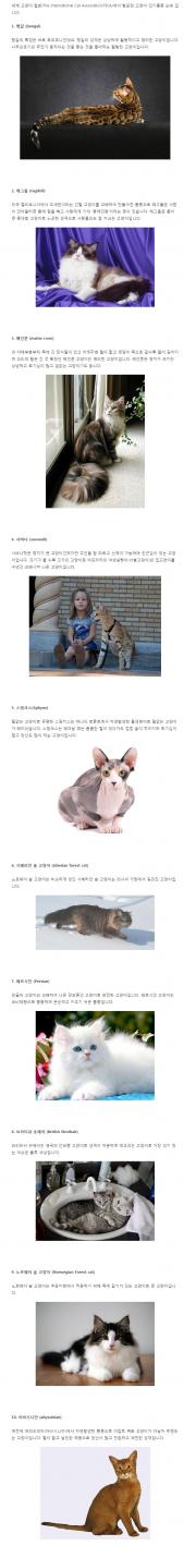 세계 고양이 협회가 발표한 고양이 인기품종 순위 Top10