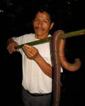 에콰도르에서 잡힌 지렁이