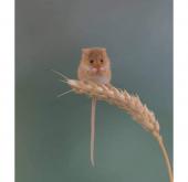 한반도에 서식하는 귀여운 쥐 '멧밭쥐'