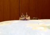 귀여운 줄무늬 다람쥐의 기지개 플레이 ^^