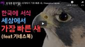 한국에 존재하는 세계에서 가장 빠른 새 (Peregrine Falcon)