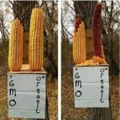 GMO 옥수수, 새와 다람쥐만이 아는 진실. 동물들도 거부한다!