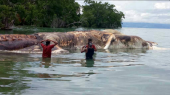 인도네시아에서 발견된 초거대 대왕오징어
