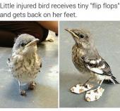 발을 다친 새에게..