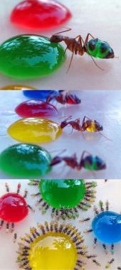 색소 개미