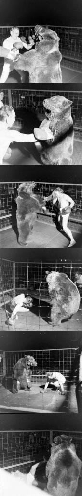 1949년 인간 vs 불곰 복싱 대결