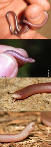 작고 귀여운 뱀