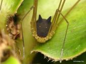 아마존에서 발견된 개머리 거미