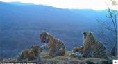 러시아에서 포착된 백두산 아기 호랑이 4마리