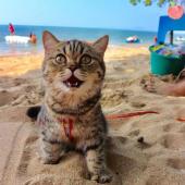 바닷가에 놀러 간 고양이